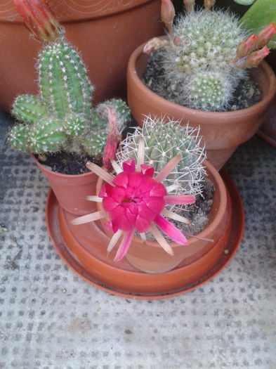 Fotografie-0043 - cactusi si alte suculente