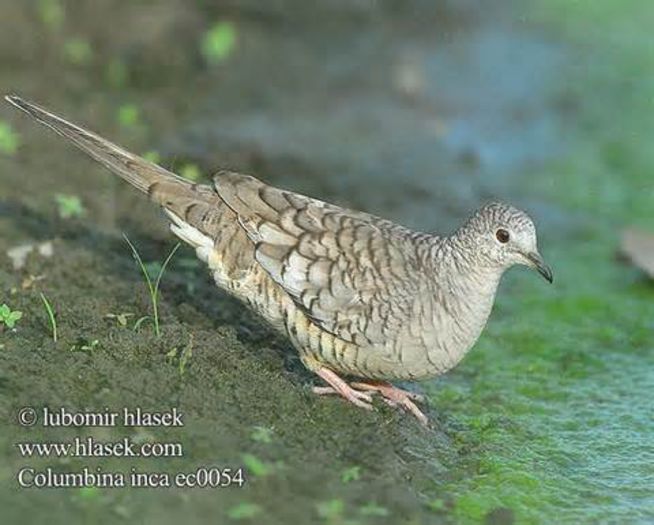 Inca-Dove-Tortola-cola-larga-3