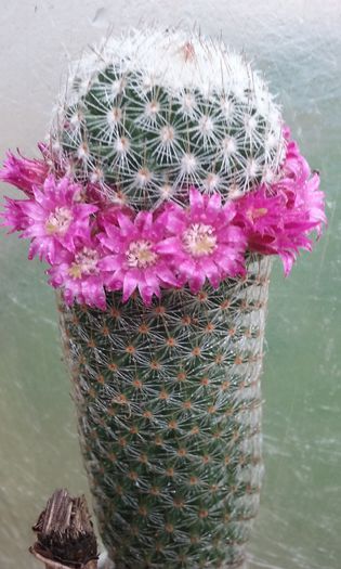 20150629_125534 - flori 2015