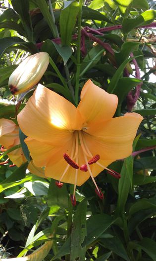 20150701_135609 - flori 2015