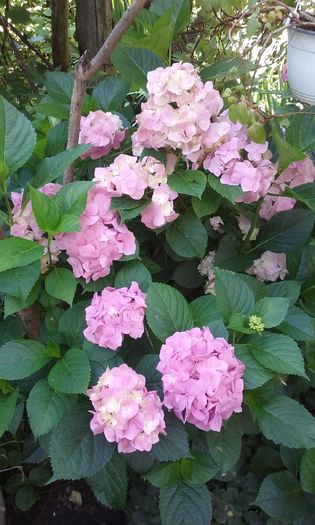 20150706_095249 - flori 2015