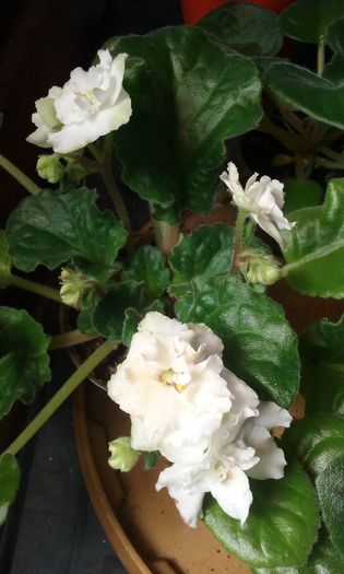 20150706_094747 - flori 2015