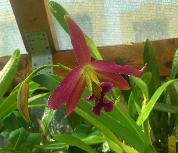 lc lucasiana x l tenebrosa - Laelia