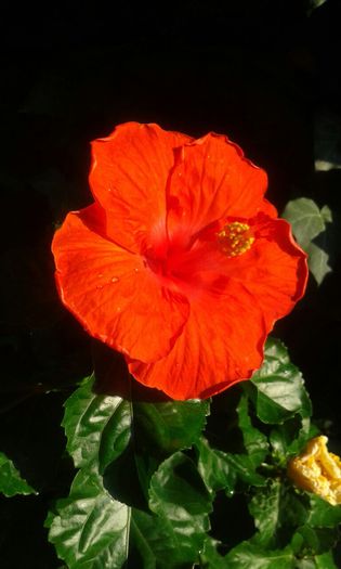 IMG-20150708-WA0002 - HIBISCUS GATOR ORANGE