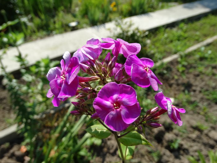 7.07.2015 primul phlox - f-vara 2015