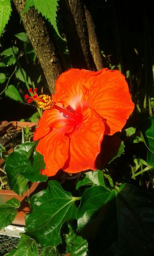 IMG-20150708-WA0017 - HIBISCUS GATOR ORANGE