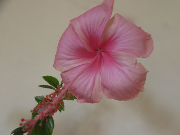 198 - Hibiscusi 2015 1