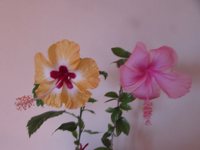 194 - Hibiscusi 2015 1
