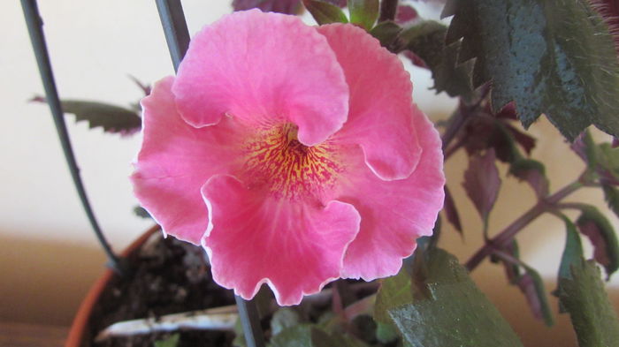 Arleta Pink - Achimenes