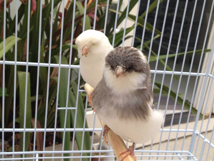 Canari din rasa Norwich