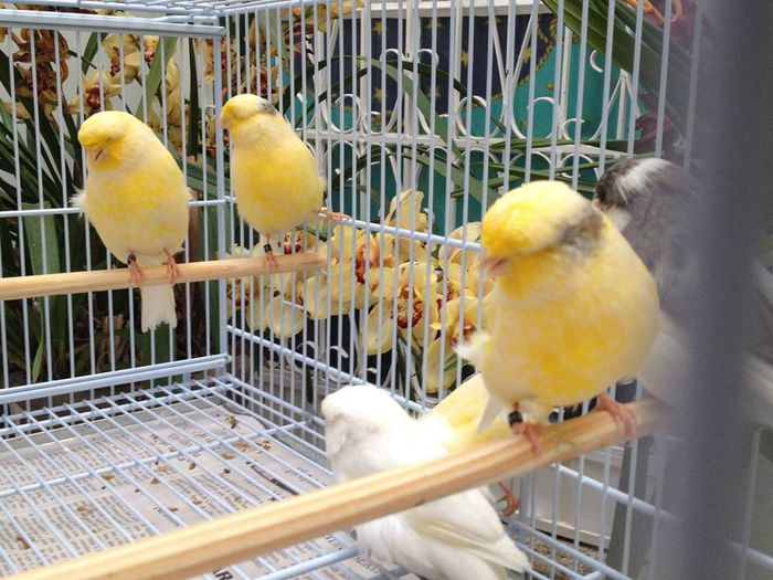 Canari din rasa Norwich