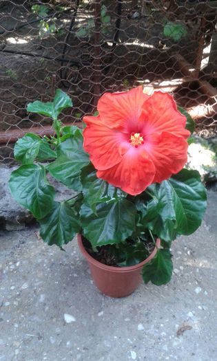 IMG-20150708-WA0033 - HIBISCUS GATOR ORANGE