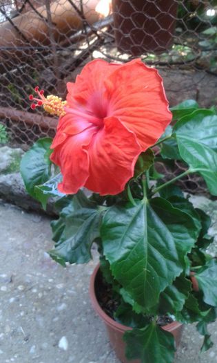 IMG-20150708-WA0045 - HIBISCUS GATOR ORANGE