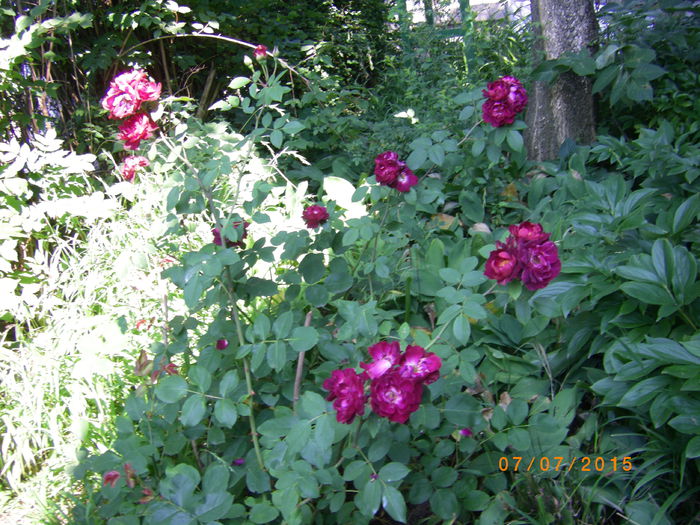 cardinal hume- inca mai are flori