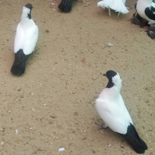 pereche 2015 raresnadiu ARAD - 8___-PERSOANE CU CARE AM COLABORAT- VANZARI