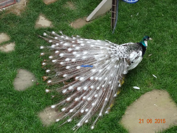 DSC01606