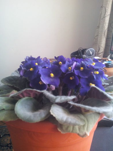 violeta
