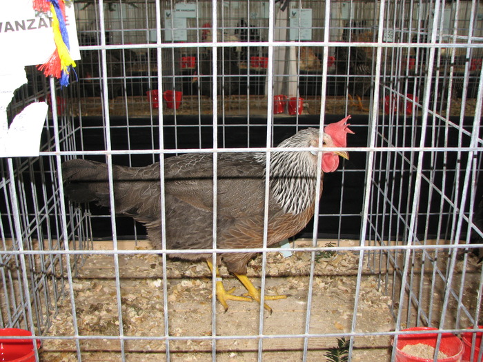 Expozitia Nationala Breaza 2010 143