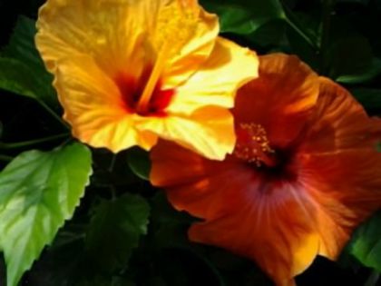 Fotografie6124 - Hibiscusi 1