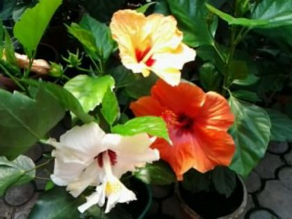 Fotografie6126 - Hibiscusi 1