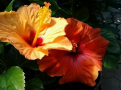 Fotografie6125 - Hibiscusi 1