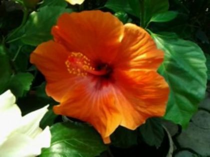 Fotografie6128 - Hibiscusi 1