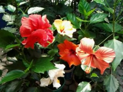Fotografie6129 - Hibiscusi 1