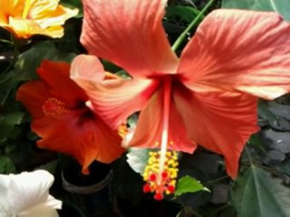 Fotografie6130 - Hibiscusi 1