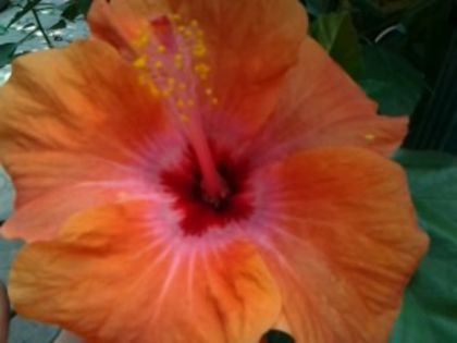 Fotografie6135 - Hibiscusi 1