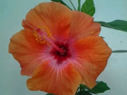 Fotografie6136 - Hibiscusi 1