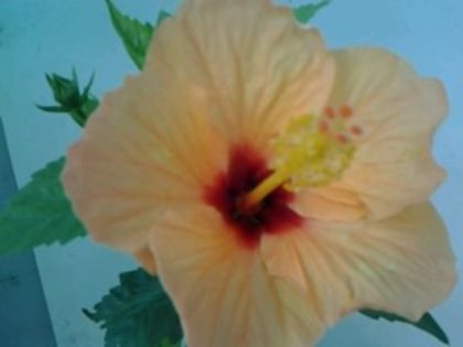 athene - Hibiscusi 1