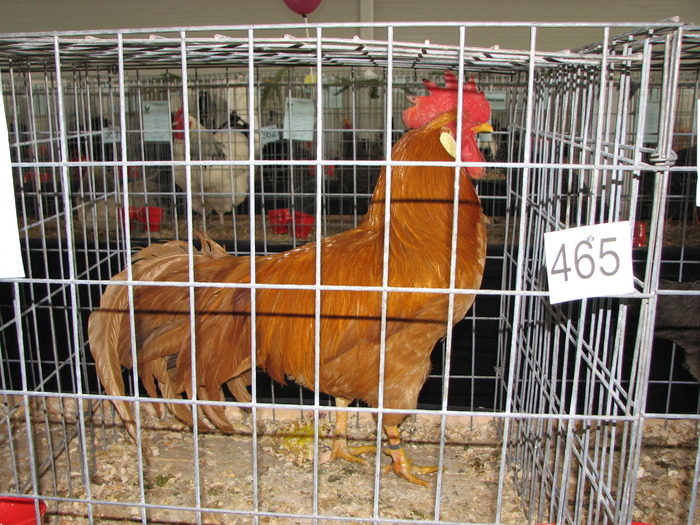 Expozitia Nationala Breaza 2010 144