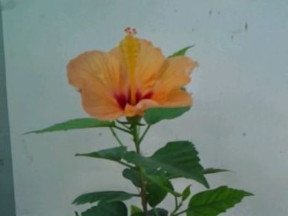 Fotografie6145 - Hibiscusi 1