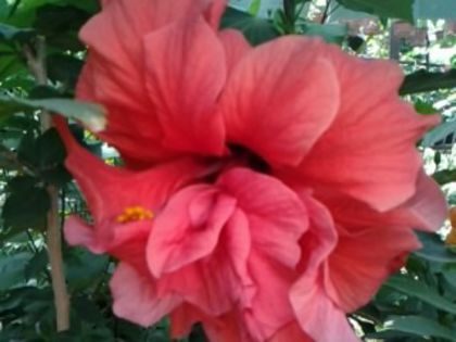 Fotografie6166 - Hibiscusi 1