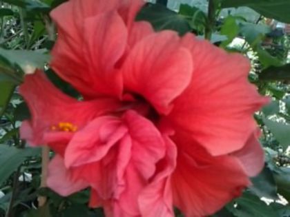 classic corai - Hibiscusi 1