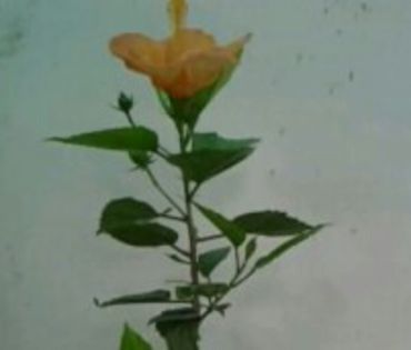 IMG_20150708_153048 - Hibiscusi 1