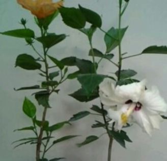 IMG_20150708_153126 - Hibiscusi 1