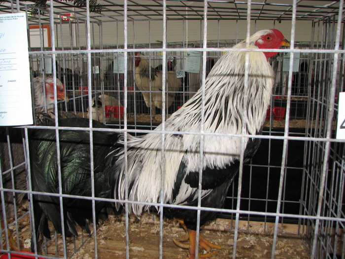 Expozitia Nationala Breaza 2010 145