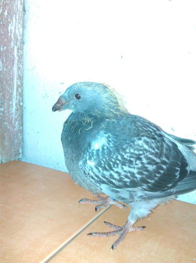 11667392_782113231906120_2384096643784211609_n