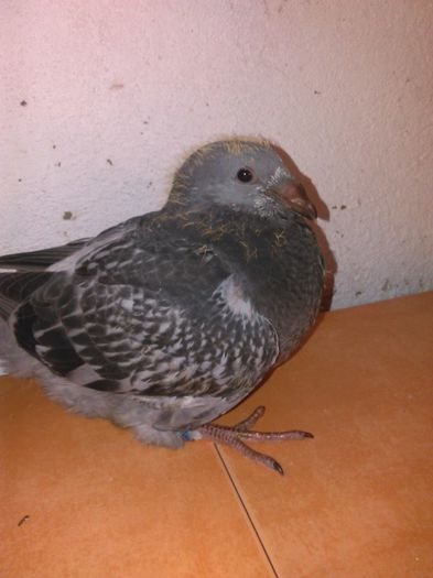 11693831_782114808572629_901762993619340265_n