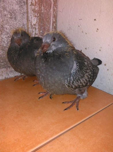 11695503_782116278572482_704863894262220366_n