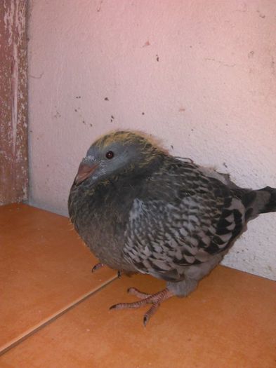 11698835_782117098572400_3530713906184713574_n