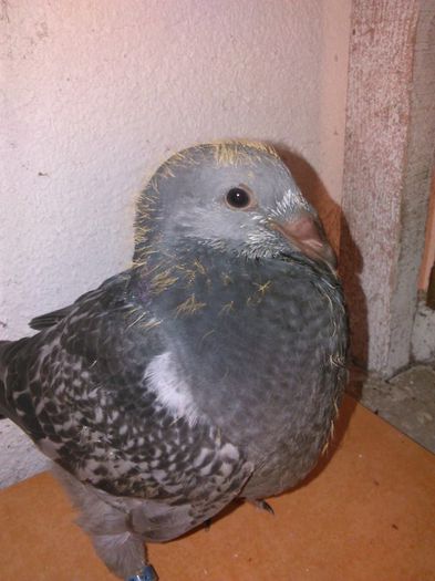 11412237_782110945239682_6423197815308053087_n