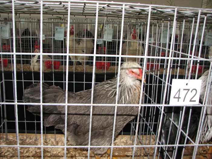 Expozitia Nationala Breaza 2010 146