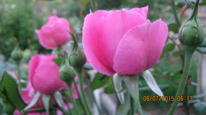 IMG_9621 - Trandafirii mei