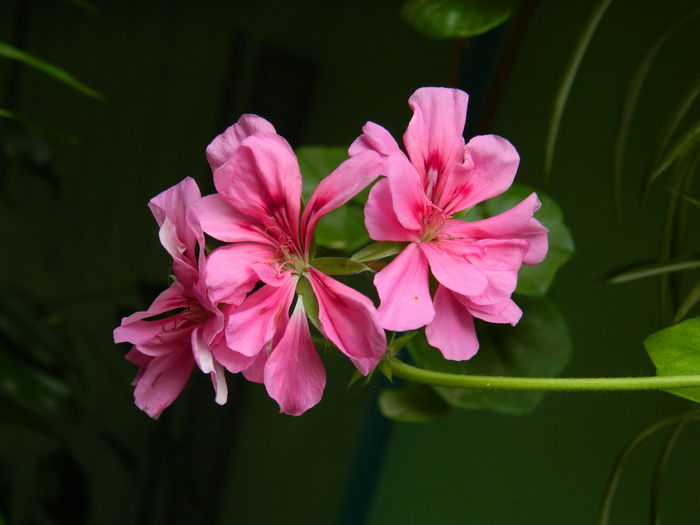 DSCN1837