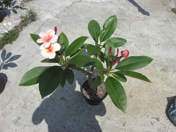 P7080003 - Plumeria - Hawaiian Coral