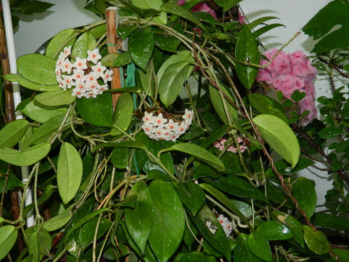 DSCN1847