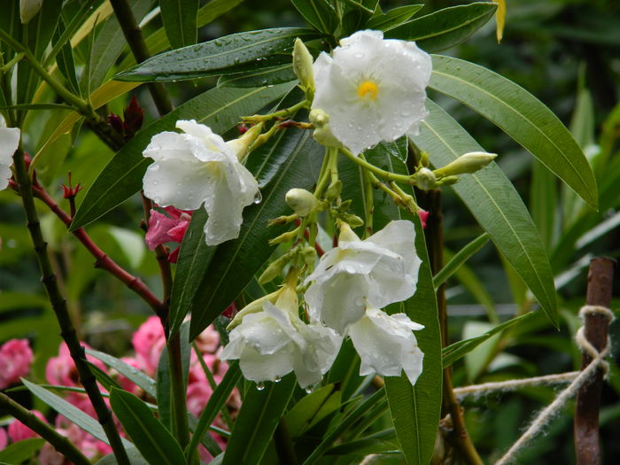 DSCN1868 - 2015_ IULIE