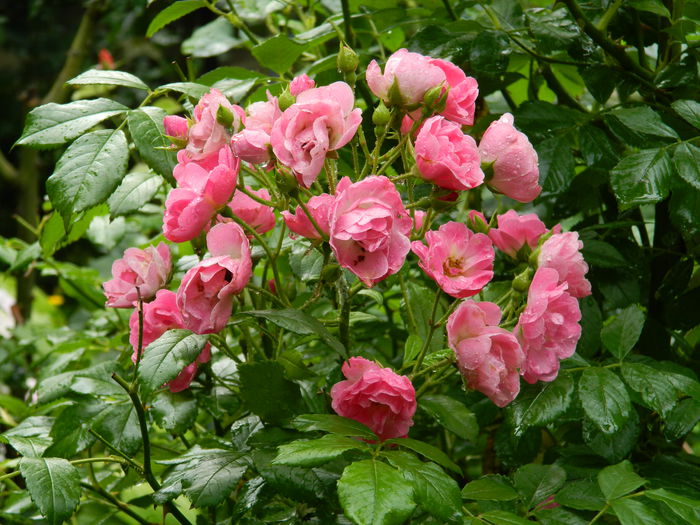 DSCN1869 - 2015_ IULIE